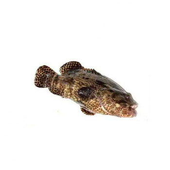 Grouper（average 1.7-2.0lb）